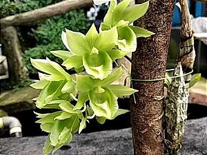 Clowesetum Black Jade