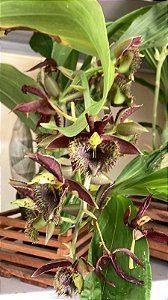 Catasetum Euzimar Filho