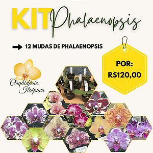 12 Mudas de Phalaenopsis