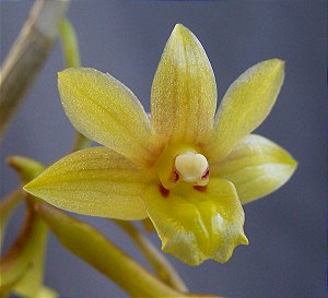 Dendrobium Ionopus