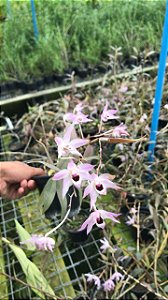 Dendrobium Shixingense