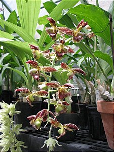 Catasetum Francis Nelson