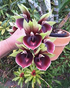 Catasetum Marks Red Hermosa Jungle Girl