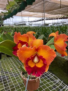 Cattleya Rlc. Nakornchaisri Delight