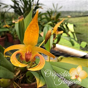 Bulbophyllum Lobbii