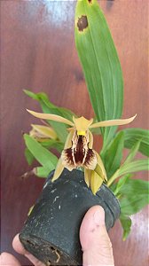 Coelogyne schilleriana hibrida
