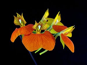 Comparettia Speciosa