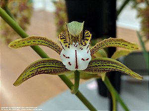Cymbidium Erythraeum Forma Flava