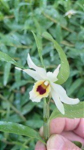 Dendobium Candidum x Bensoniae - Pote 10