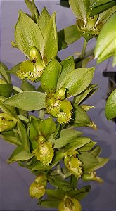 Clowesetum Loppe Farlanciae