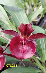 Catasetum Pileatum Red