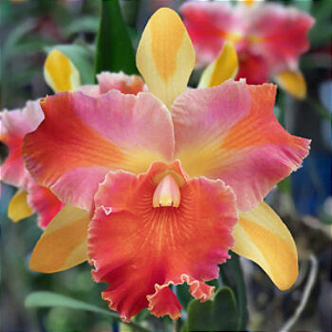 Rlc. Amazing Thailand