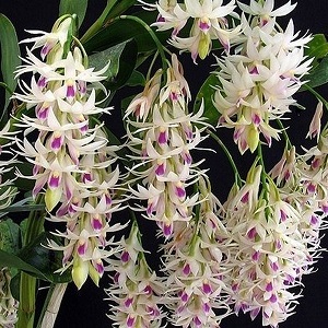 Dendrobium Amethystoglossum