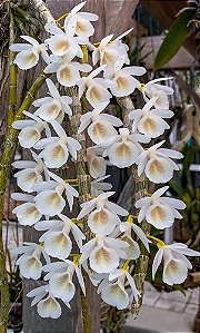 Dendrobium Cretaceum
