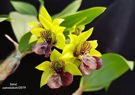 Dendrobium Convolutum