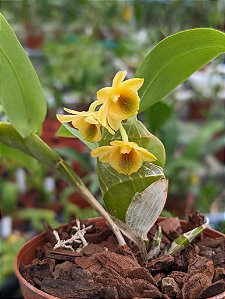 Dendrobium Lamellatum