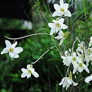 Dendrobium Auriculatum