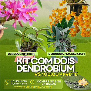 Kit 2 Dendrobiuns - Hibiki e Agregatum