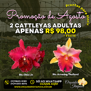 Dupla de Cattleyas - Chia-Lin e Amazing Thailand