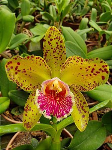 Blc. Durigan "Phoenix" - Adulta