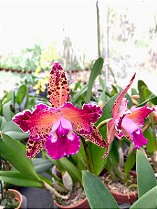 Blc. Durigan Aquarius - Adulta