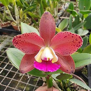 Blc. Durigan Crater - Adulta