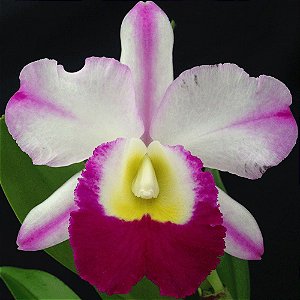 Blc. Robert Strait 'Hawaii' - Adulta
