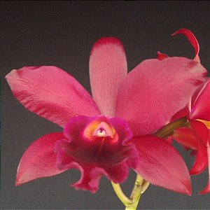 Lc. Suzuki´s Red Star - Adulta