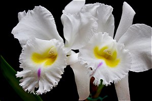Blc. Pastoral  Innocence