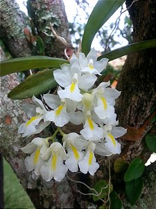 Rodriguezia Venusta
