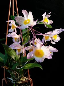 Dendrobium Loddigesii - Cuia 12