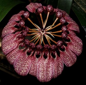 Bulbophyllum Eberhardtii - Cuia 12