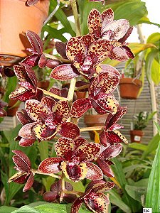 After Dark 'Sunset Valley Orchids'