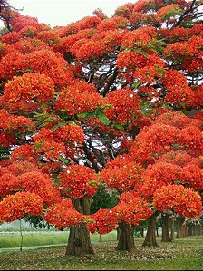 Flamboyant