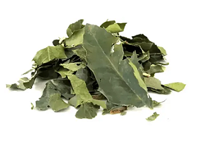 Espinheira Santa Maytenus