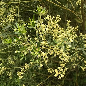 Alecrim do Campo -10kg