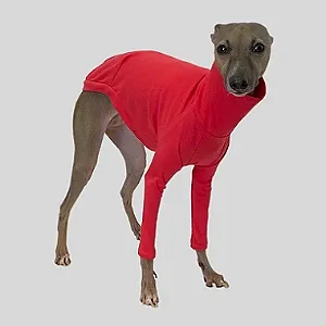 CACHARREL DE GALGO SUE CORAL