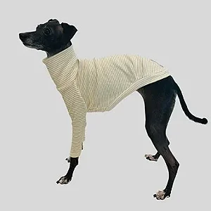 CACHARREL DE GALGO SUE LINE CARAMELO