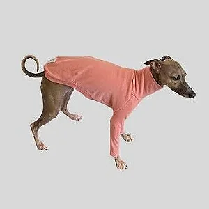 CACHARREL DE GALGO SUE ROSE