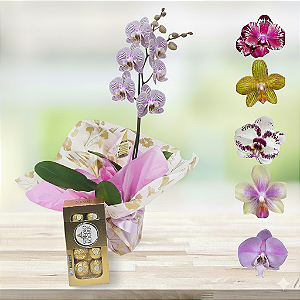 Arranjo de Orquídea com Ferrero Rocher cod 403