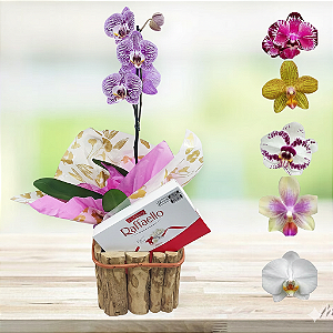 Arranjo de Orquídea em Cachepó Café e Rafaello cod 408
