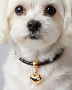 Colar para Cachorro com Pingente - CORAÇÃO DOURADO 2