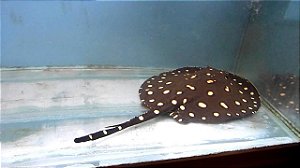 ARRAIA HENLEI 30CM