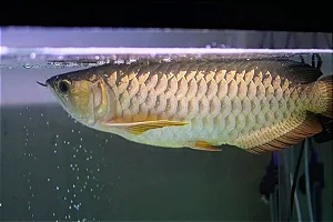 Aruanã Crossback Golden 20cm