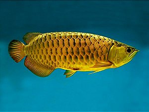 Aruanã Asiática Crossback Golden Premium 50cm