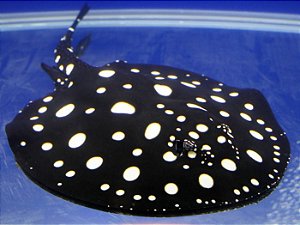 ARRAIA LEOPOLDI 25/30CM