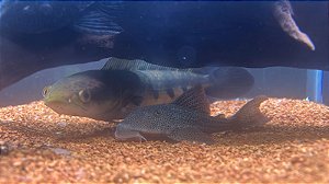 SnakeHead Mauriloids 25/35cm