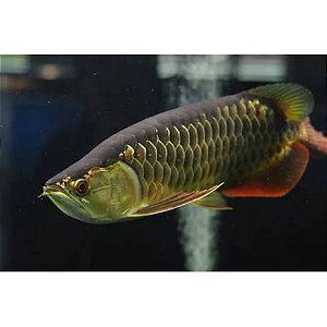 Aruanã Highback Golden 40cm