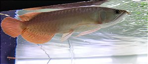 Aruanã Super Red 20cm