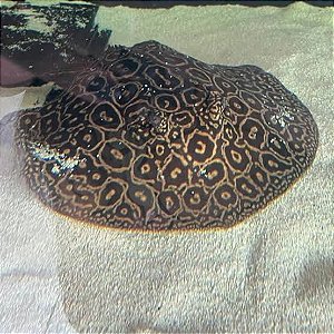 Arraia Pérola Fêmea 45cm disco